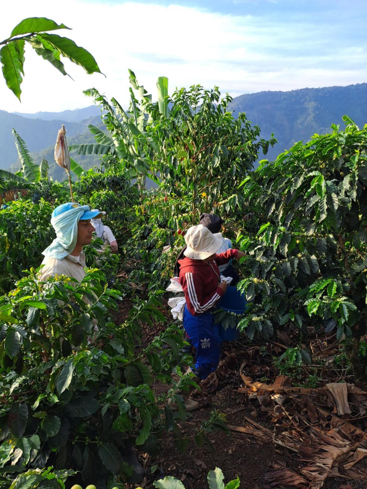 Finca La Manchuria Salgar  Eksteriør bilde
